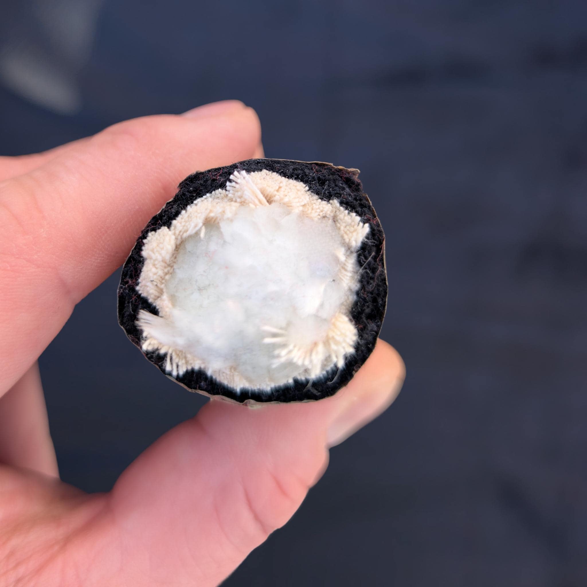 Cut end of an Aerial Obsessed corde lisse rope held in the hand, showing the nylon core inside the cotton cover